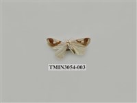 藏品(夜蛾776)的圖片